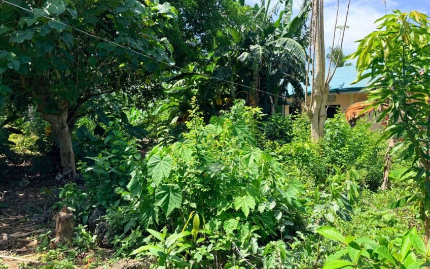 715 SQM ROADSIDE LOT NEAR THE TULANG DIOT ISLAND